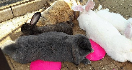 Keep your pets safe during hot weather