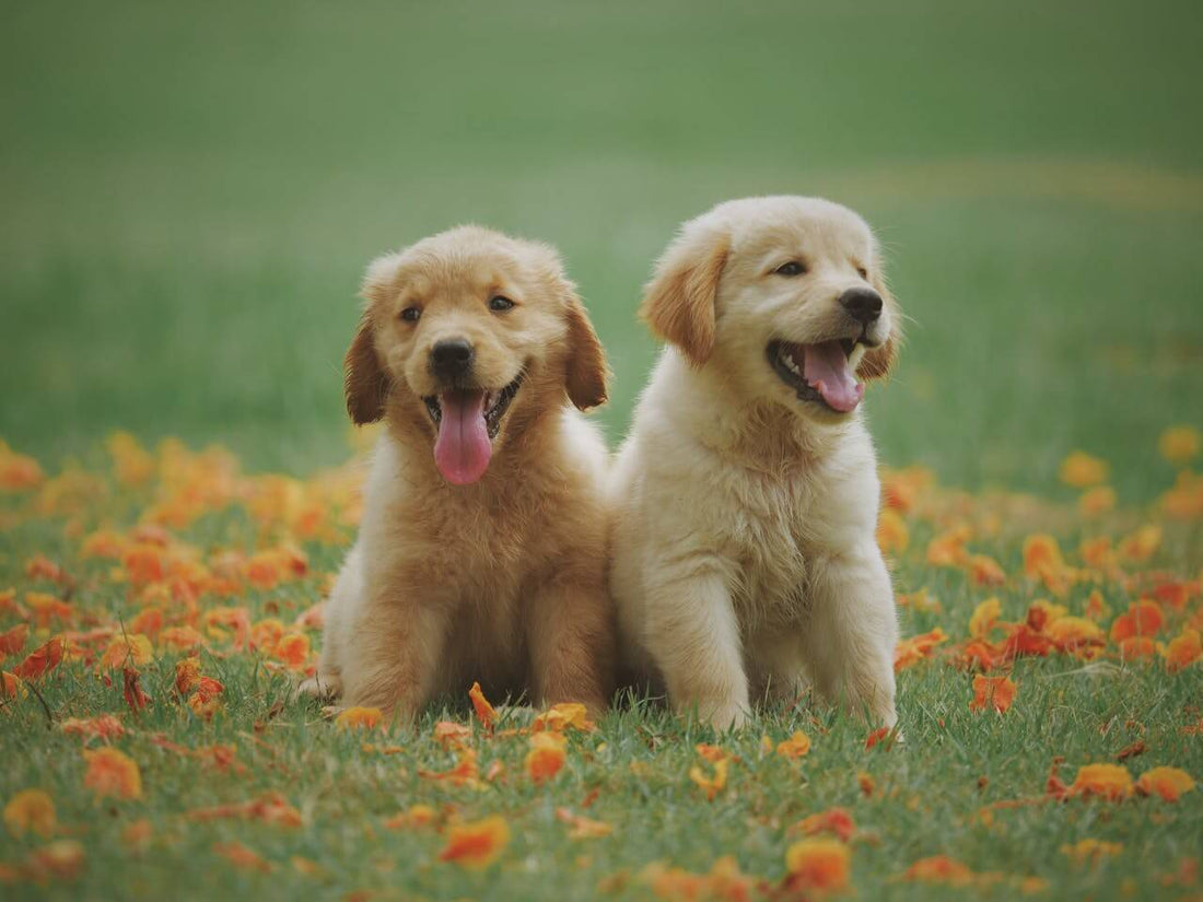 Ultimate Puppy Teething Toy Guide: Best Chews for Relief