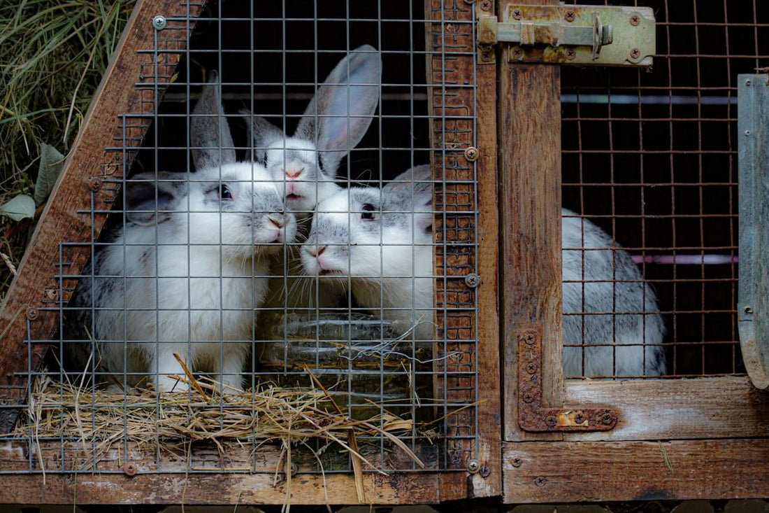 Creating the perfect home for rabbits, guinea pigs & small pets