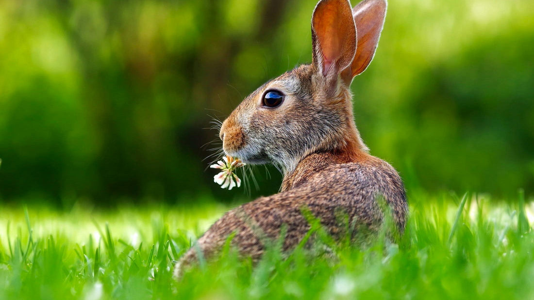 How to Create the Perfect Rabbit Tunnel System for Your Garden