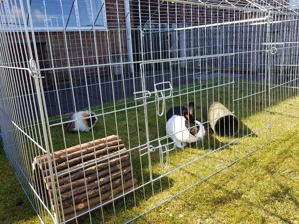 Outdoor rabbit run best sale