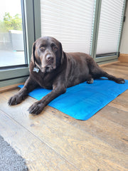 Sparky and Spud Dog Cool Pad 90cm x 60cm