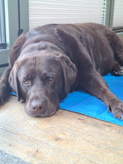 Sparky and Spud Dog Cool Pad 90cm x 60cm