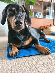 Sparky and Spud Dog Cool Pad 90cm x 60cm