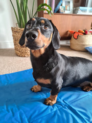 Sparky and Spud Dog Cool Pad 90cm x 60cm