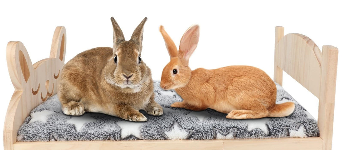 The Best Rabbit Beds for Your Furry Friend: A Comprehensive Guide