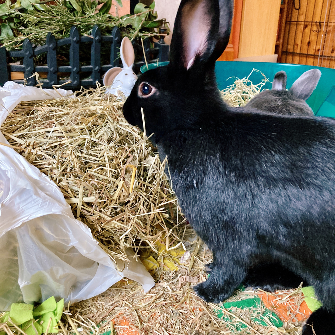 How to Introduce a Second Rabbit to Your Hutch Safely