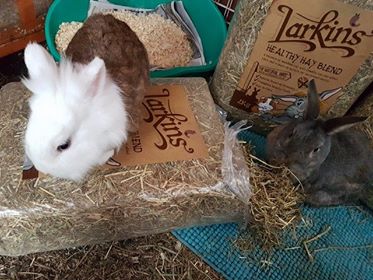 Scratch's top tips for feeding your rabbits