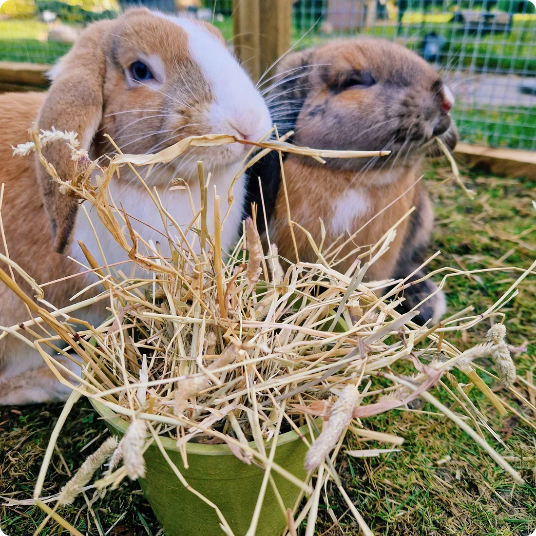 Guinea Pig vs. Rabbit Housing Needs – What’s the Difference?