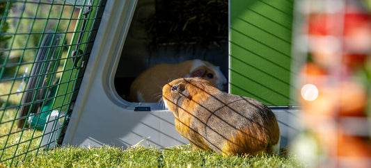 A Guide to Choosing the Perfect Hutch for Your Guinea Pigs