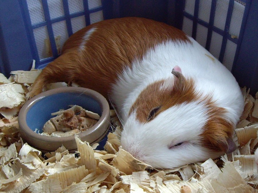 Rabbit Hay Benefits: Essential for Health & Well-being