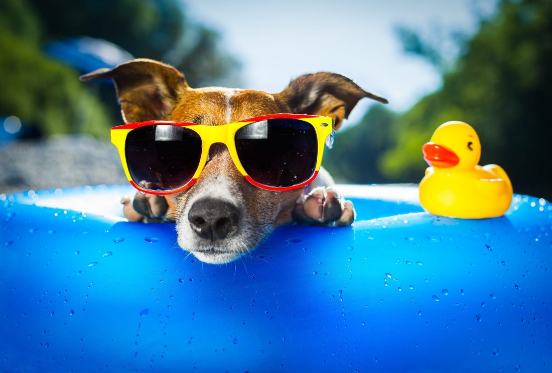 How to Keep Your Pets Safe in Hot Weather