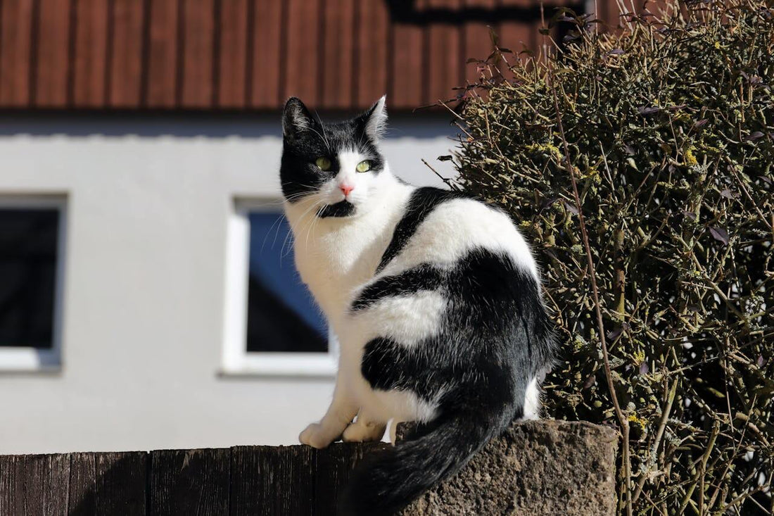 The Ultimate Guide to Cat Houses: Creating the Purrr-fect Home for Your Feline Friend