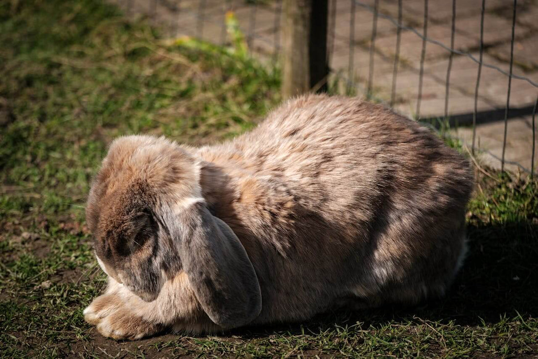 Finding the Perfect Rabbit Hutch: A Complete Guide for UK Pet Owners