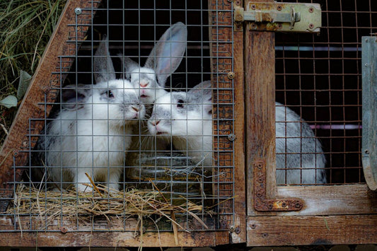 Creating the perfect home for rabbits, guinea pigs & small pets