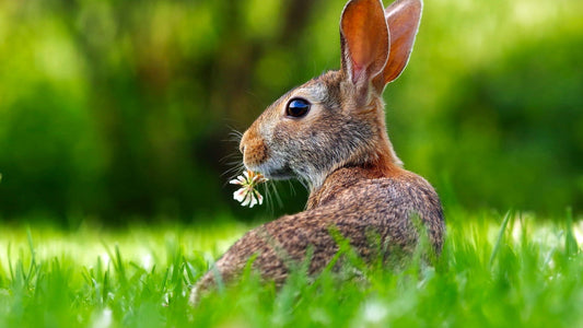 How to Create the Perfect Rabbit Tunnel System for Your Garden