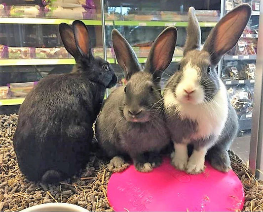 Remember Remember the 5th of Nov