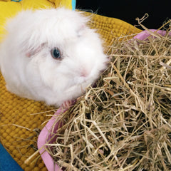 Pillow Wad Farmers Blend Hay