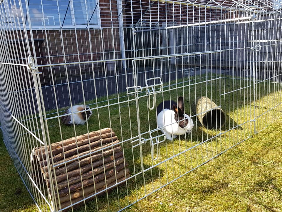 Scratch & Newton 7ft Galvanised Rabbit Run - Spacious & Durable ...