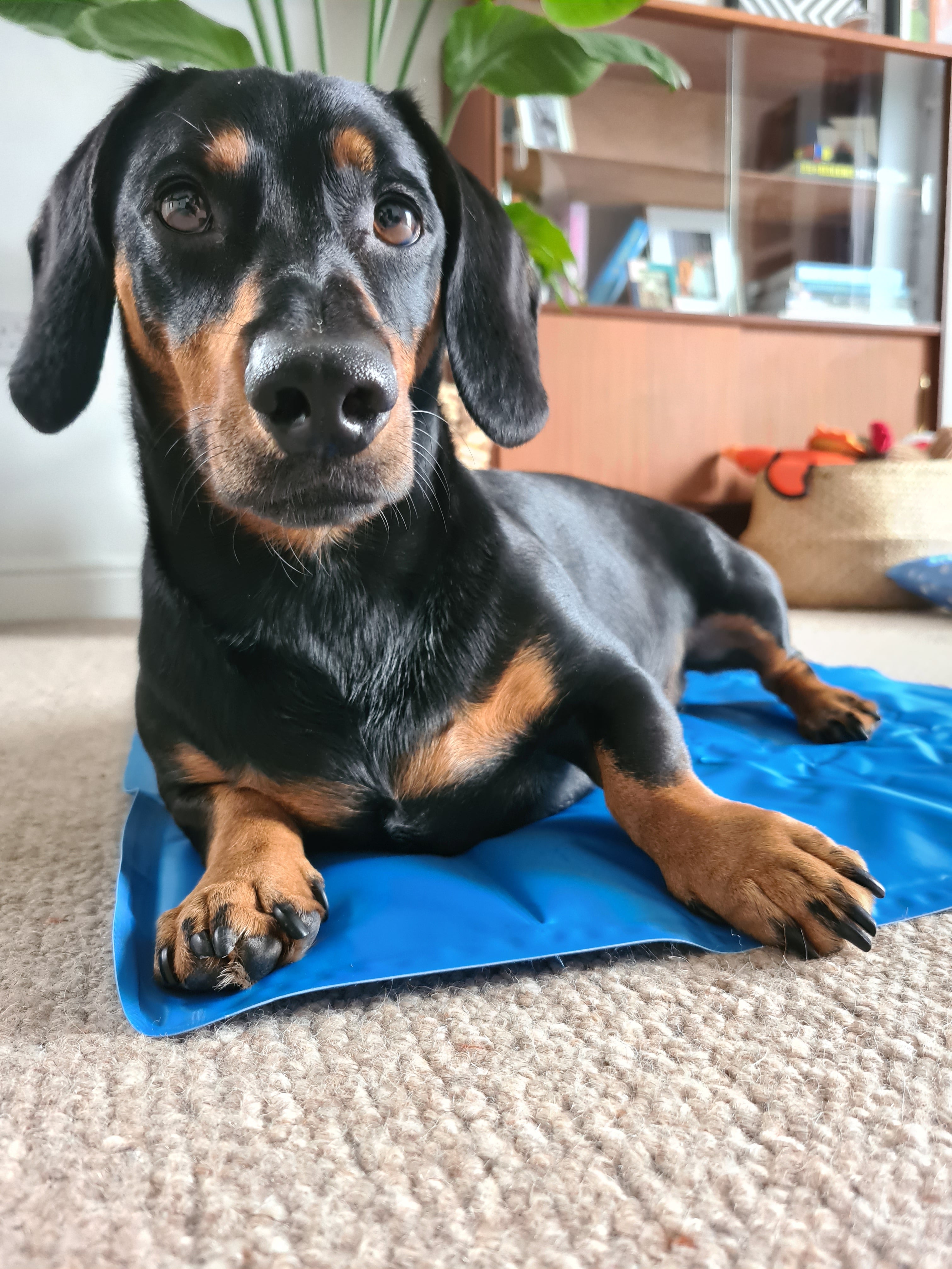 Dog Kool Pool Dachshund Inflatable Dachshund Wiener Dog Pool Float