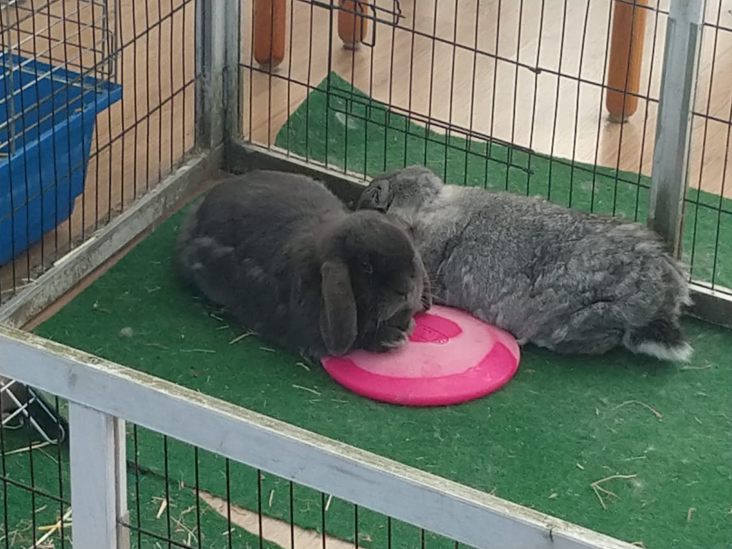 Ice Pod For Cooling Small Animals – Scratch and Newton